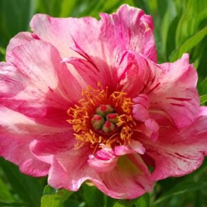 Andrerson’s Kaleidoscope Itoh Peony Root