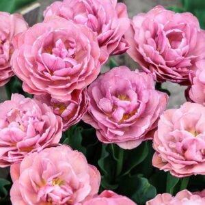 ‘Beachberry’ 10 Pack Tulip Bulbs