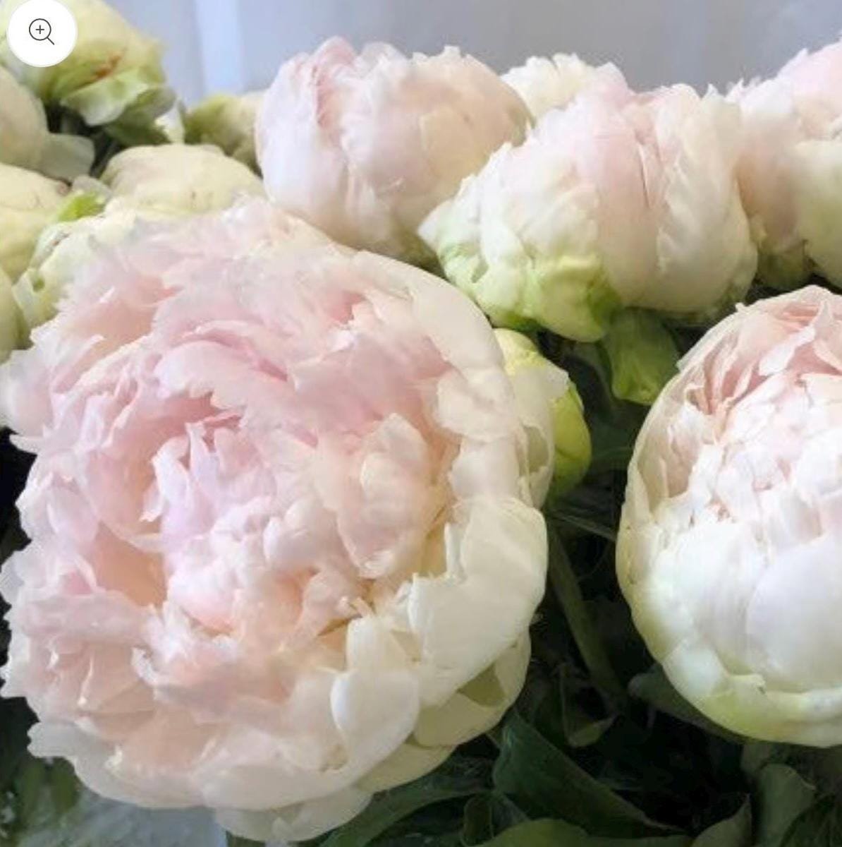 Brother Chuck Peony Root