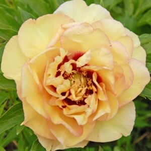 Callies Memory Itoh Peony Root