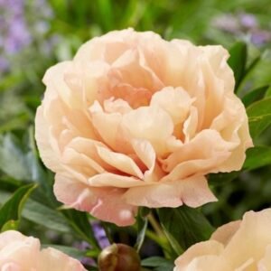 Canary Brilliants Peony Itoh