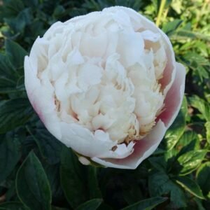 Colonel Owen Cousins Peony Root