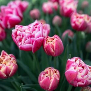 Columbus 10 Pack Tulip Bulbs