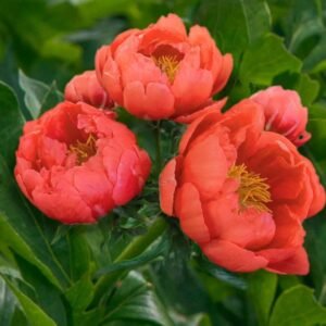Coral Magic Peony Root