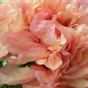 Dans Du Feu Peony Root