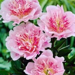 Do Tell Peony Root