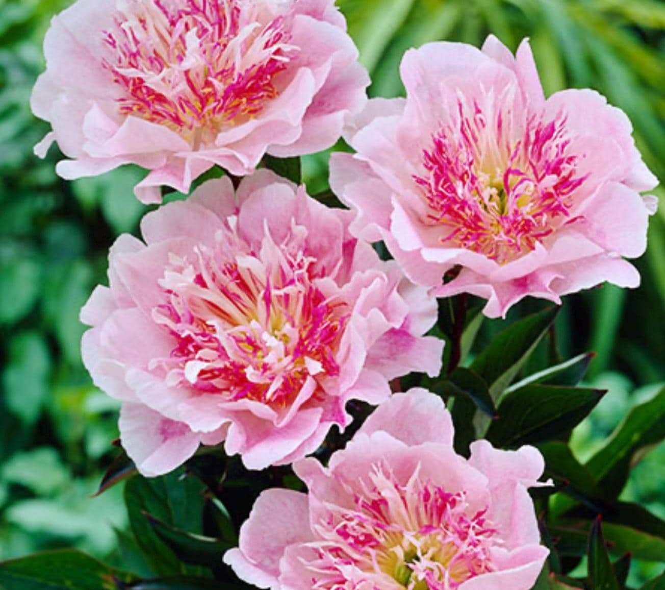 Do Tell Peony Root
