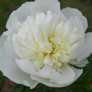 Duchesse de Nemours Peony Root