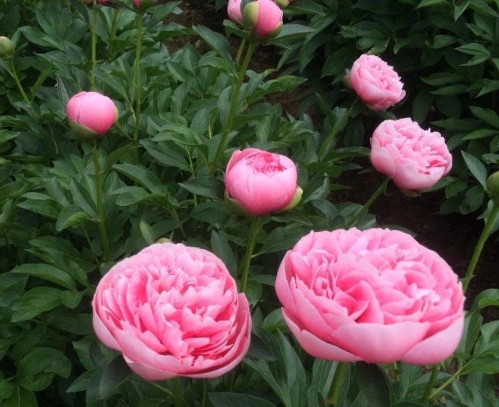 Etched Salmon Peony Root