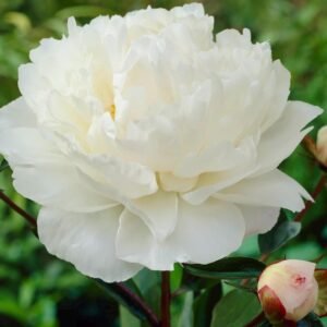 Gardenia Peony Root