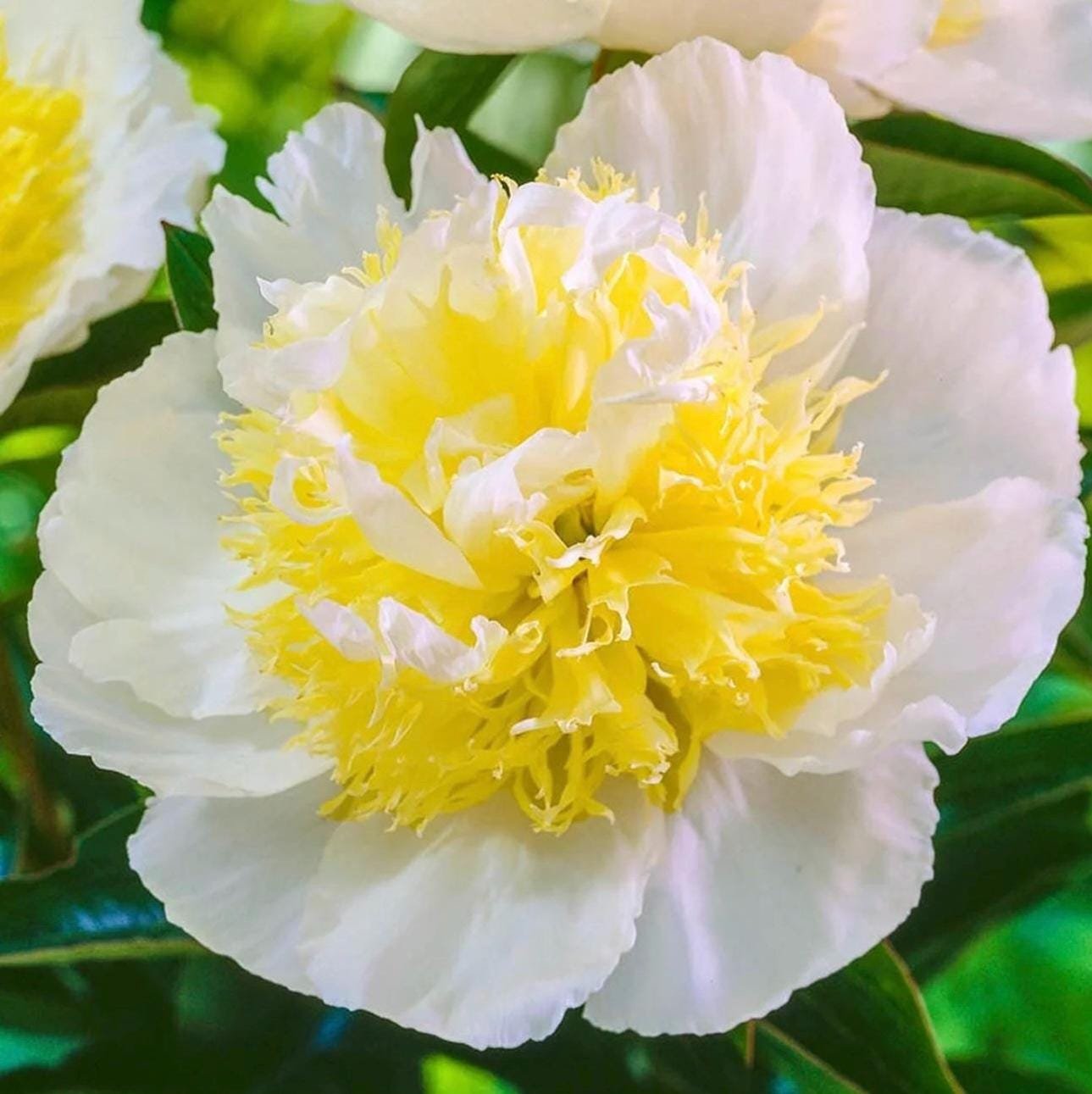 Honey Gold Peony Root