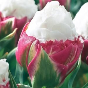 Ice Cream Tulip 10 Pack