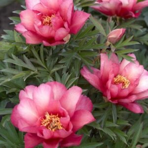 Julia Rose Peony Root