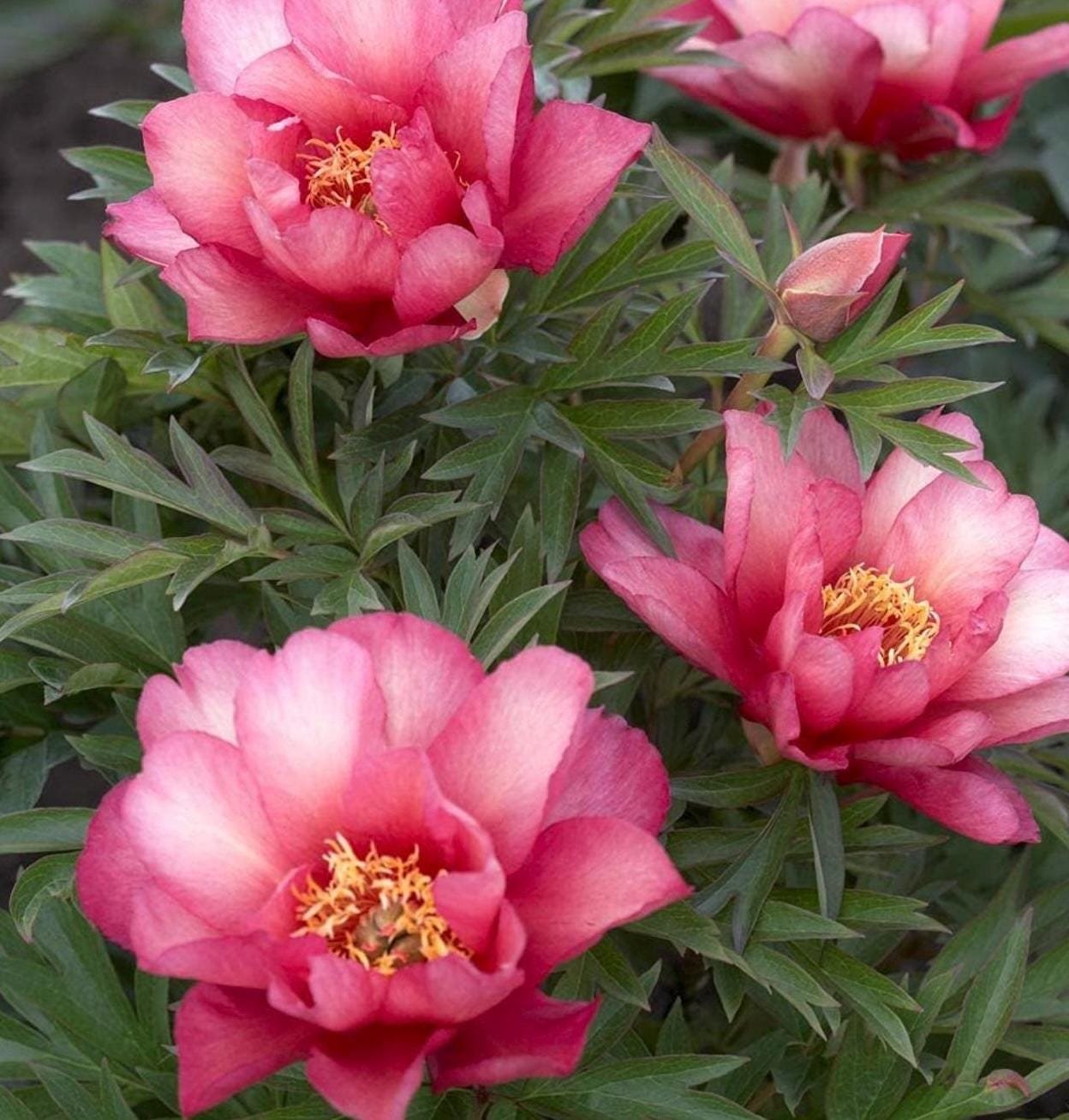 Julia Rose Peony Root