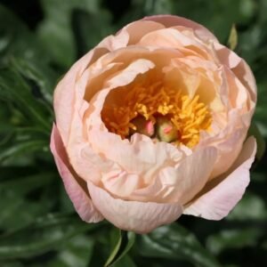 Kings Day Peony Root
