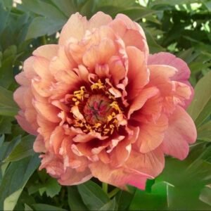 Oochigeas Peony Root