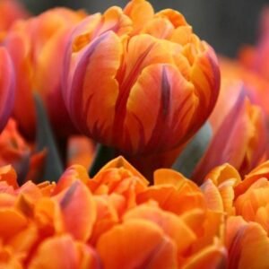 Orange Princess 10 Pack Tulip Bulbs
