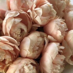 Pastel Elegance Peony Root