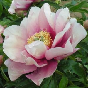 Pastel Splendor Peony Root