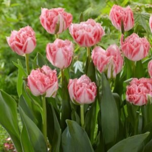 ‘Ranomi’ 10 Pack Tulip Bulbs