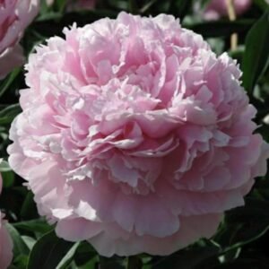 Reine Hortense Peony Root