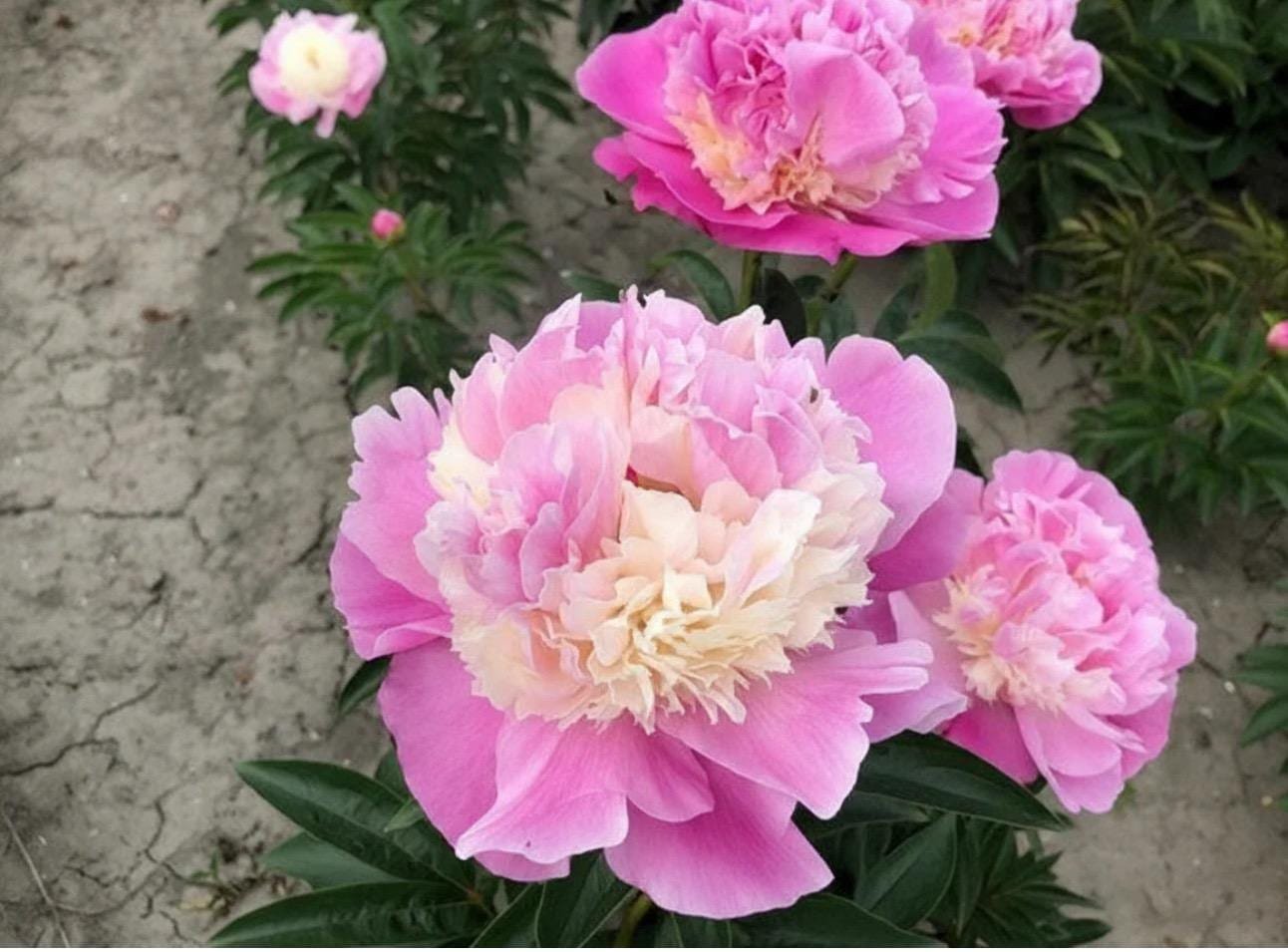 She’s my star Peony Root