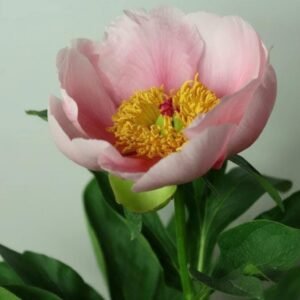 Soft Salmon Saucer Peony Root