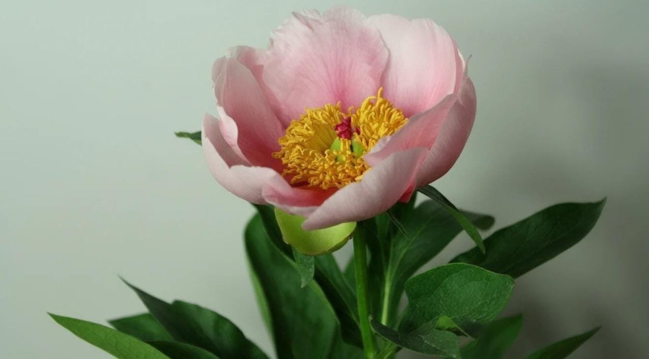 Soft Salmon Saucer Peony Root