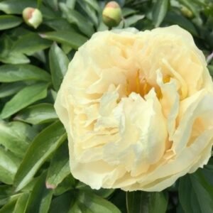 Sunny Girl Peony Root