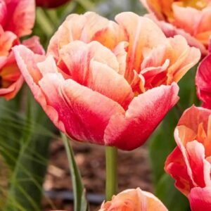 ‘Verona Sunrise’ 10 Pack Tulip Bulbs