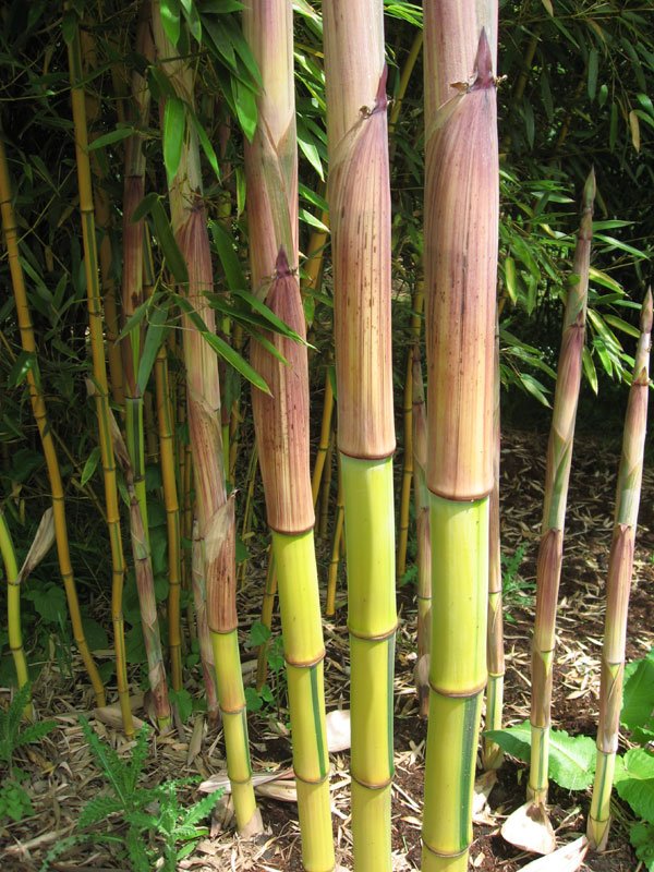 Phyllostachys aureosulcata 'Spectabilis' – culm/leaves detail