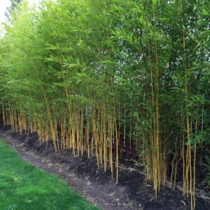 Phyllostachys aureosulcata 'Spectabilis' – whole plant