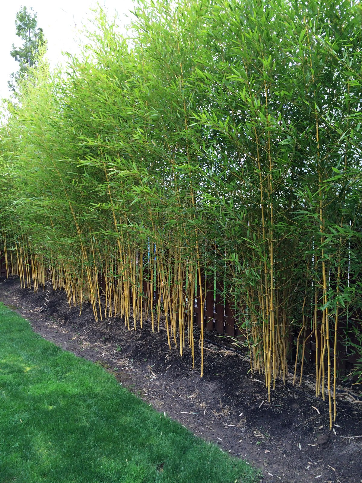 Phyllostachys aureosulcata 'Spectabilis' – whole plant