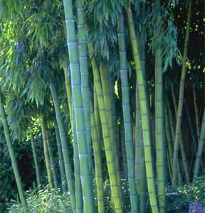 Phyllostachys dulcis – whole plant