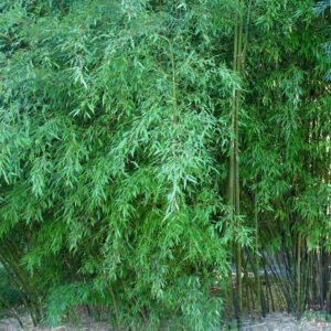Phyllostachys nigra – culm/leaves detail