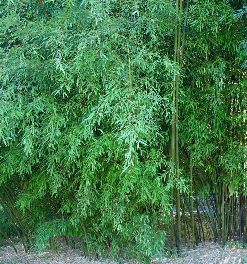 Phyllostachys nigra – culm/leaves detail