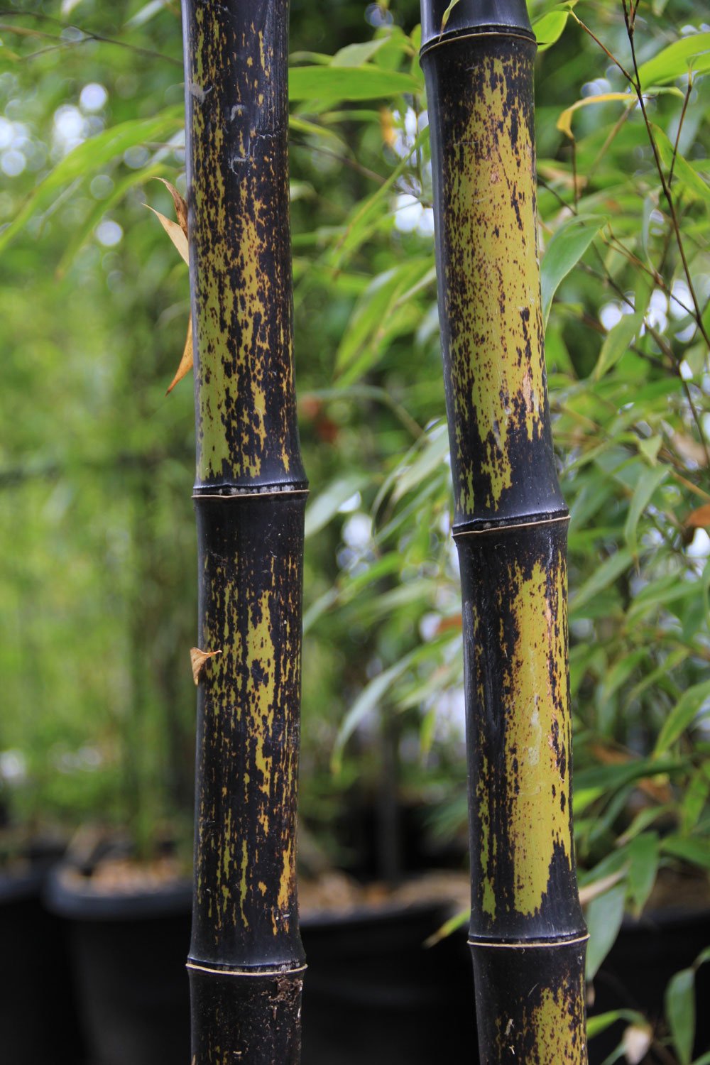 Phyllostachys nigra – whole plant