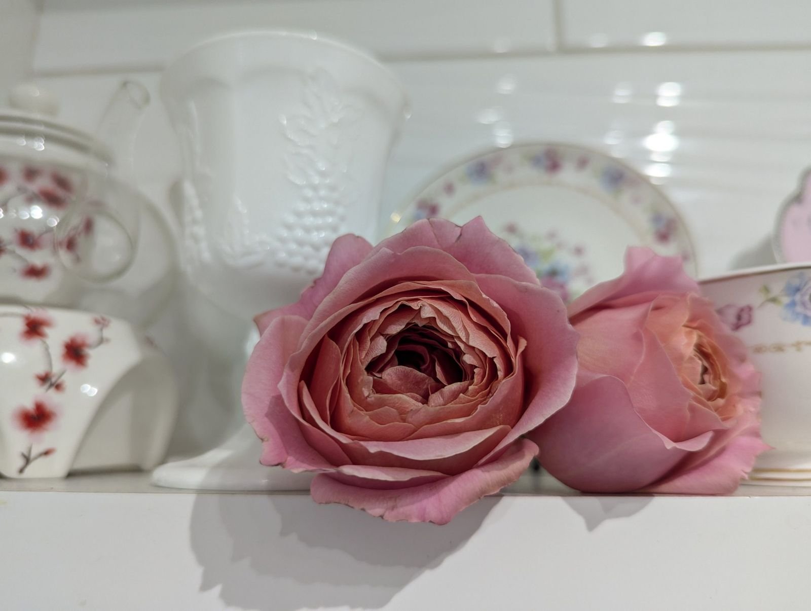Rom Ant garden rose – cupped blooms beside teacups