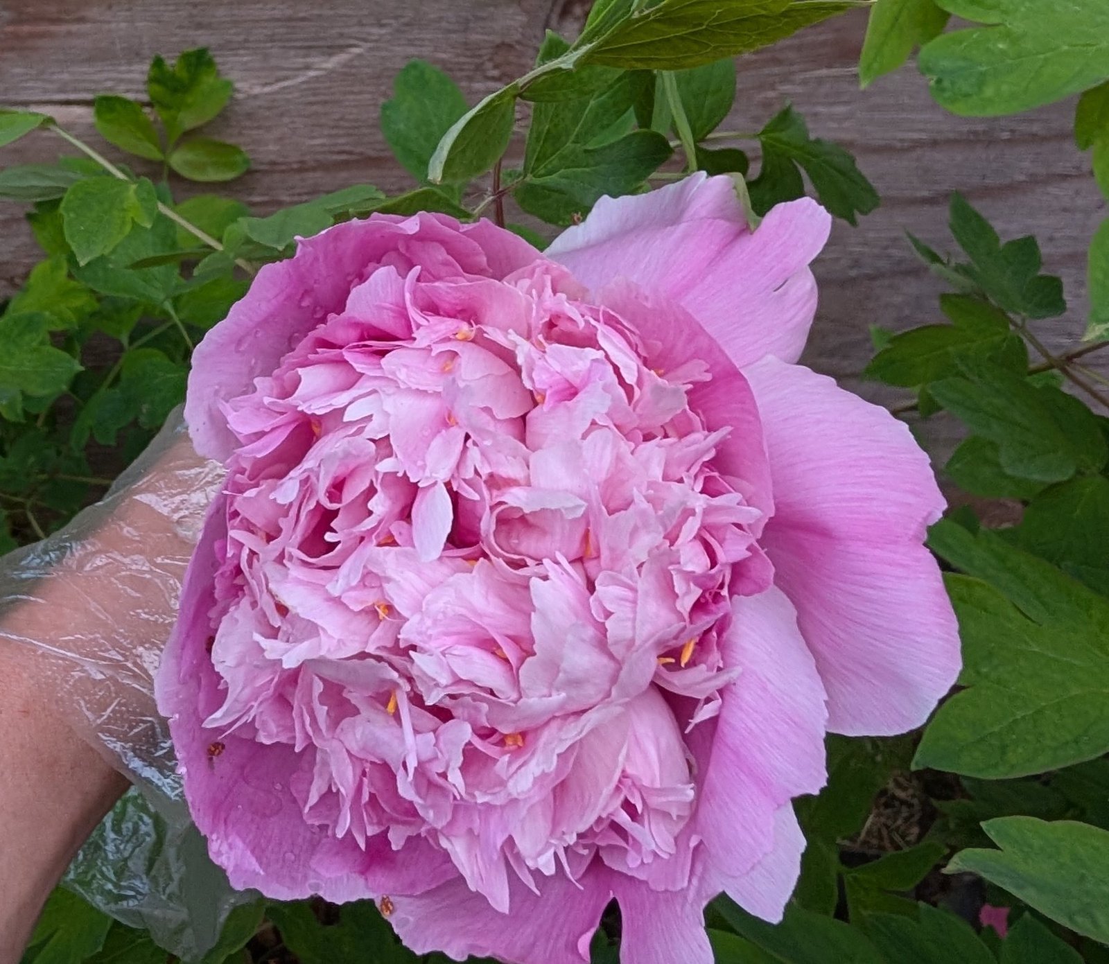 Lan Tian Piao Yun tree peony bloom in hand