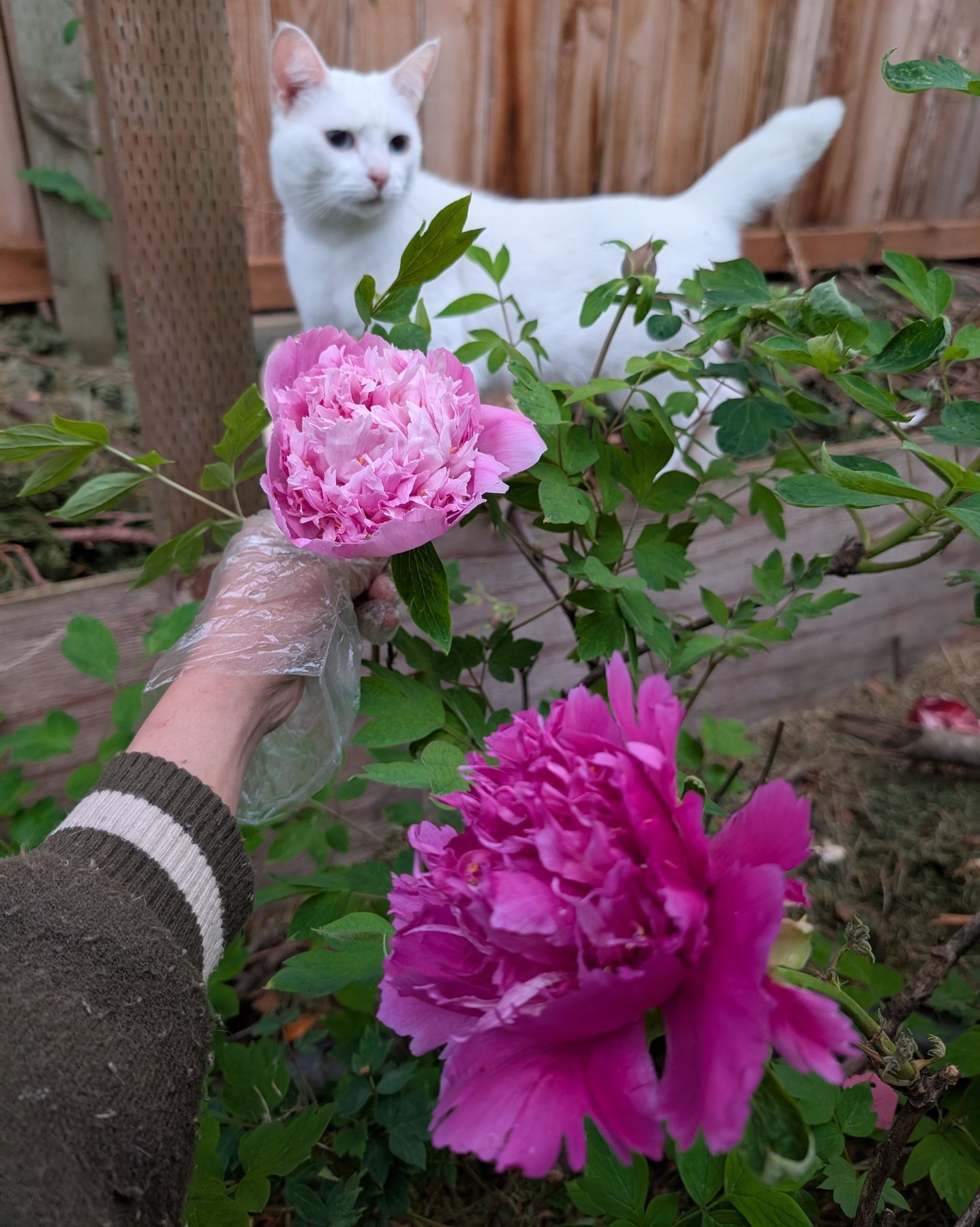 Lan Tian Piao Yun tree peony with Eyra and the magenta bloom