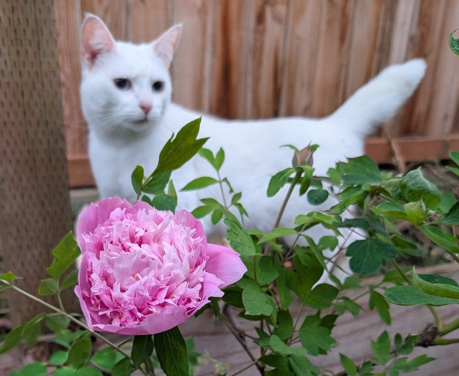 Lan Tian Piao Yun tree peony with Eyra