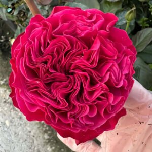 pink n pretty