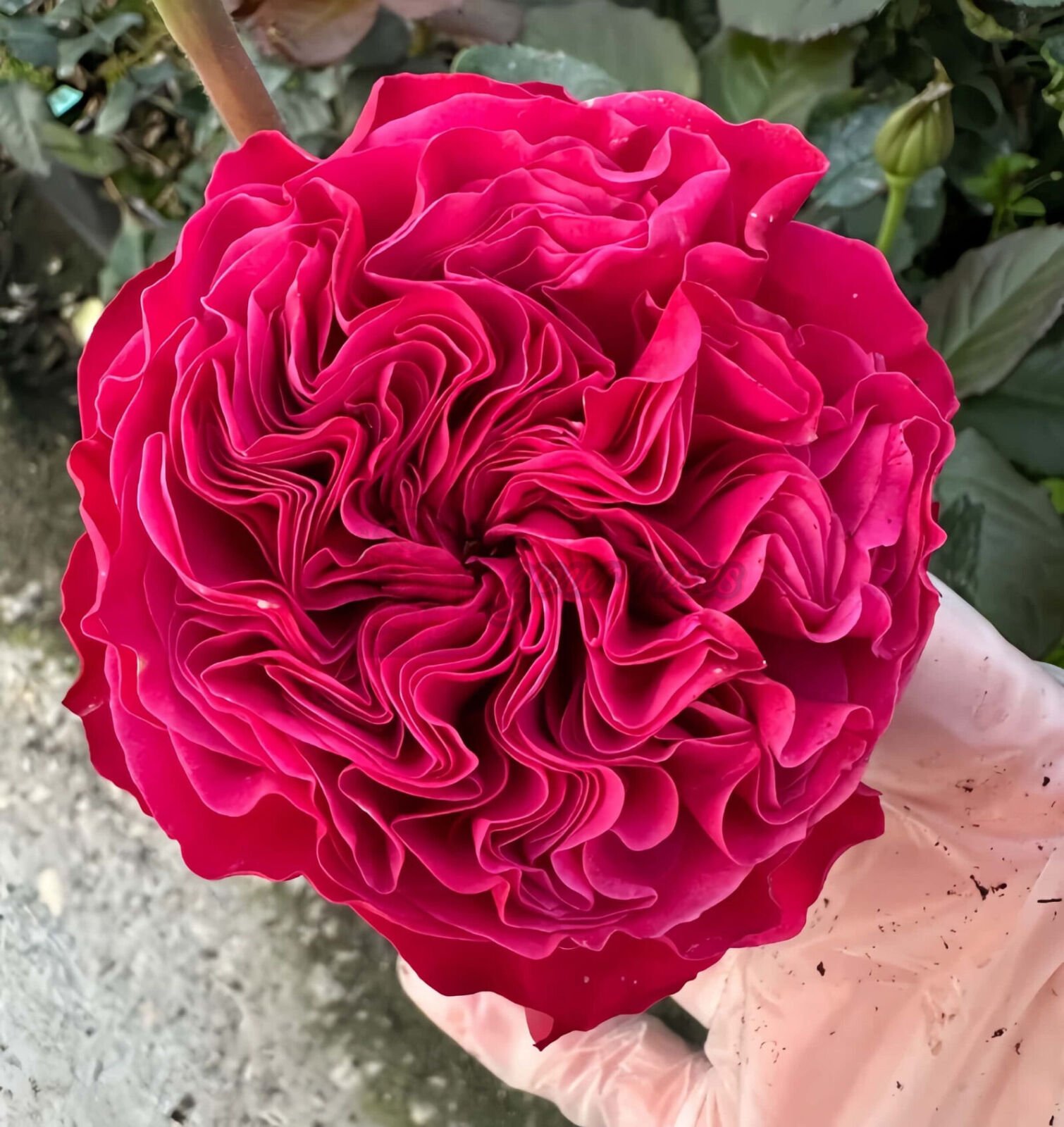 pink n pretty