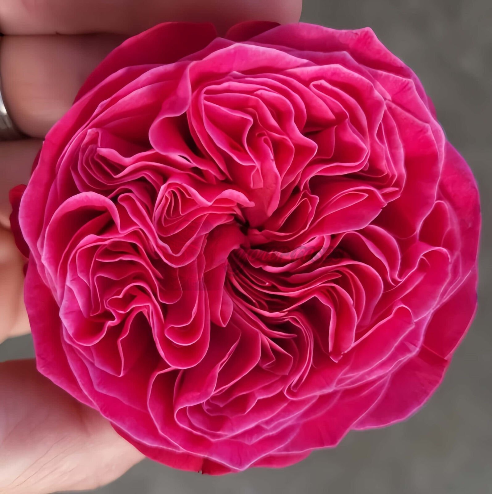pink n pretty
