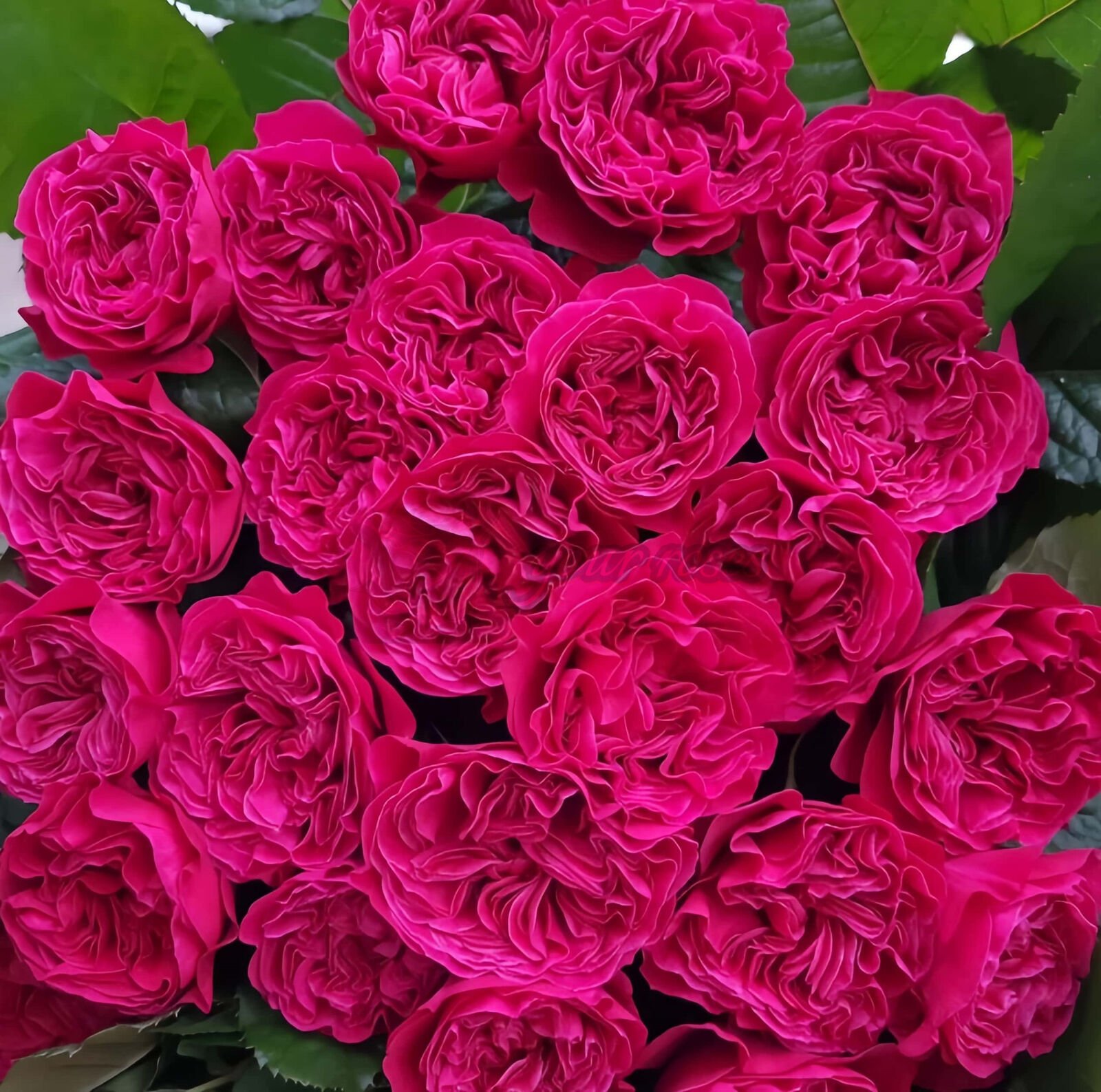 pink n pretty