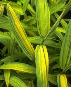 Pleioblastus viridistriatus – culm/leaves detail