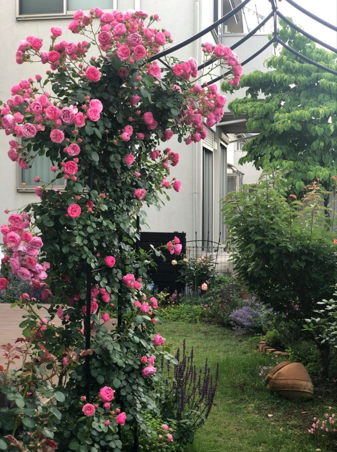 pomponella