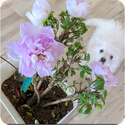 Prosperous Family tree peony with Mika
