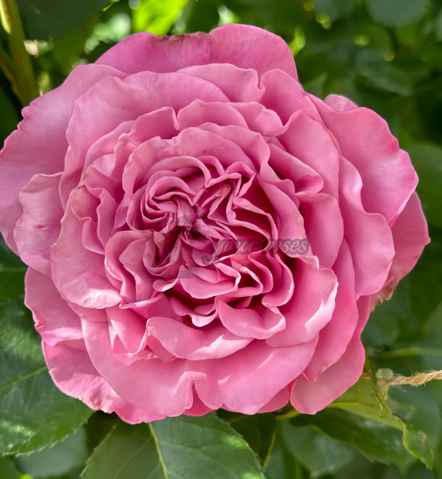 queen’s crown
