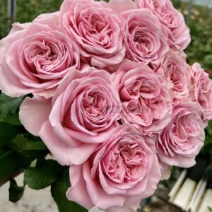 rebellion pink